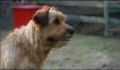dr dolittle 3-avi_473.jpg